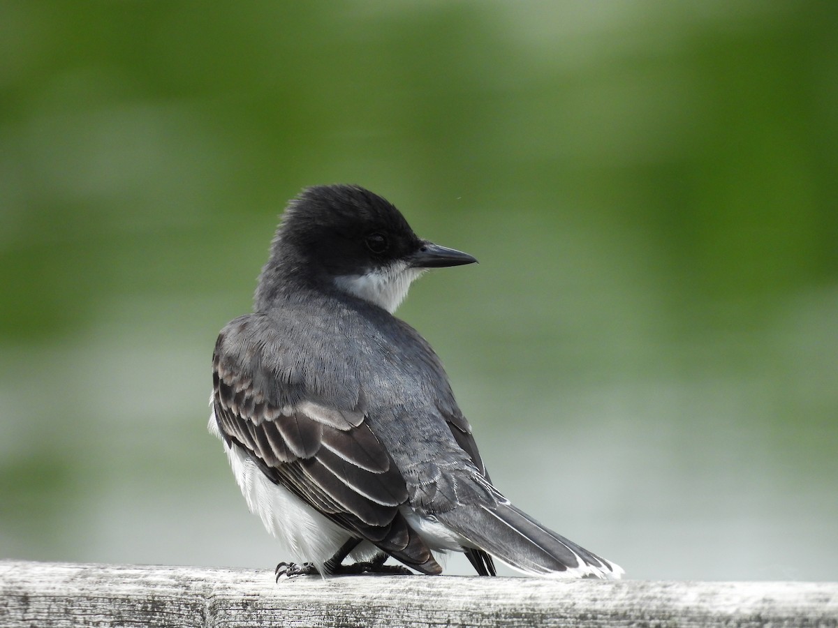 Eastern Kingbird - ML619820792