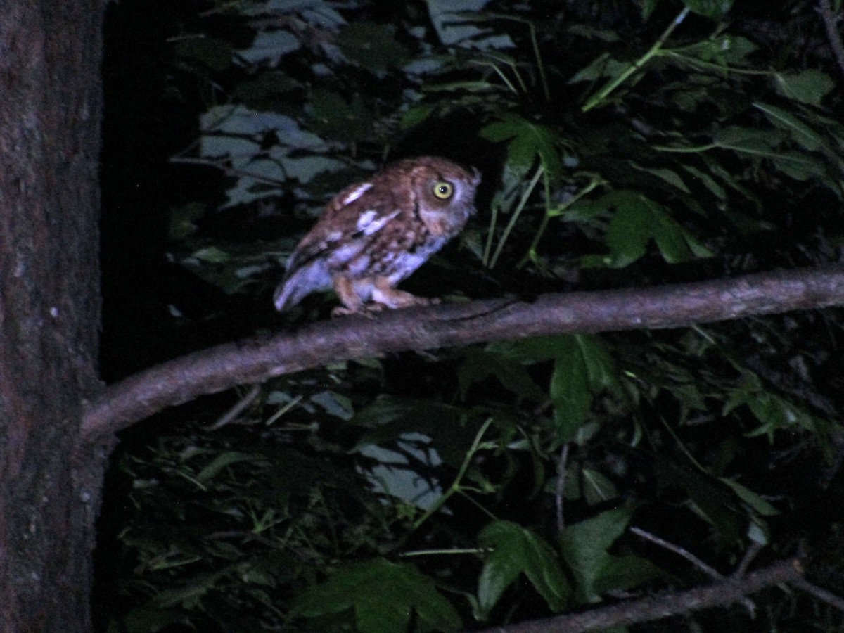 Eastern Screech-Owl - ML619820796