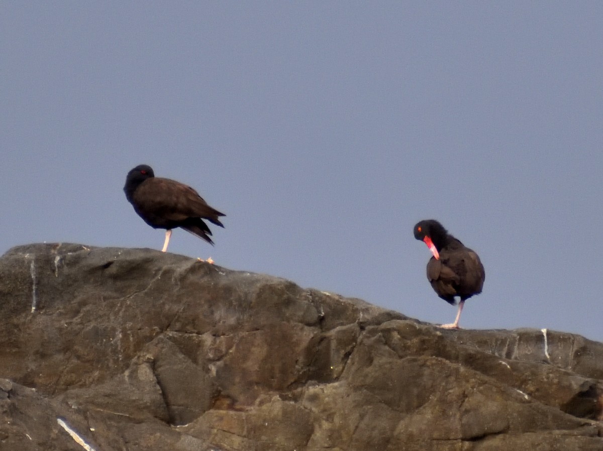 Blackish Oystercatcher - ML619820831