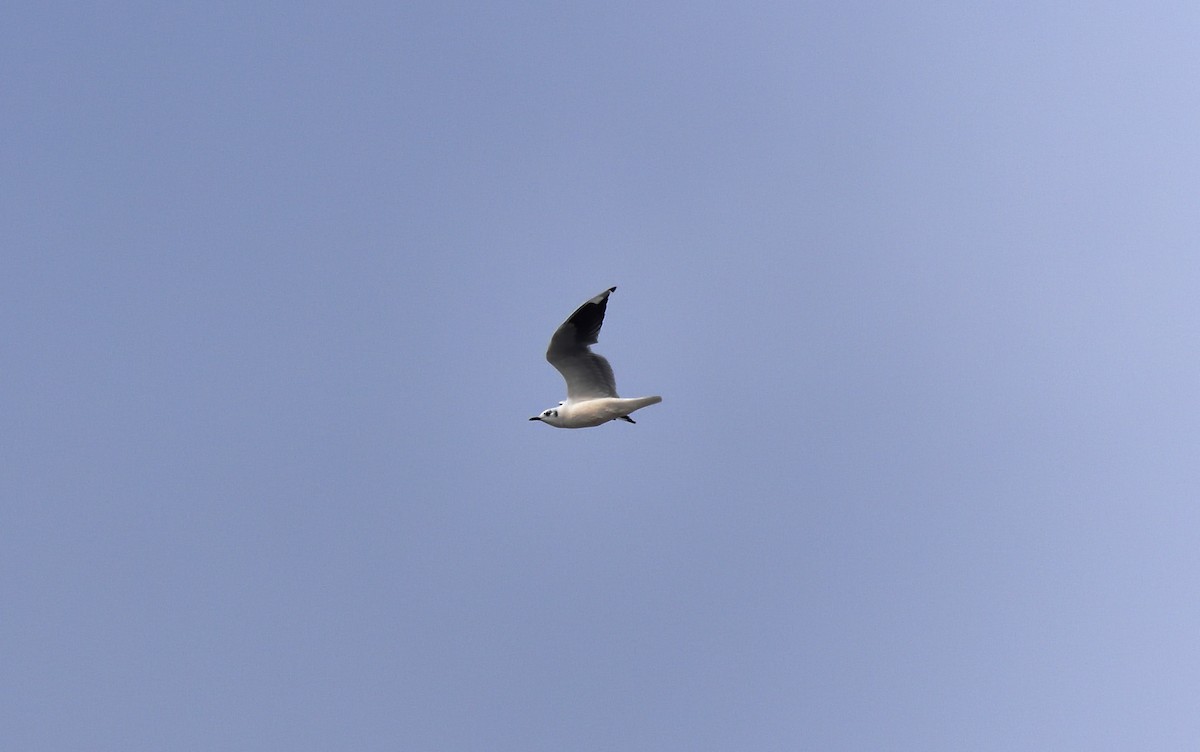 Andean Gull - ML619820841