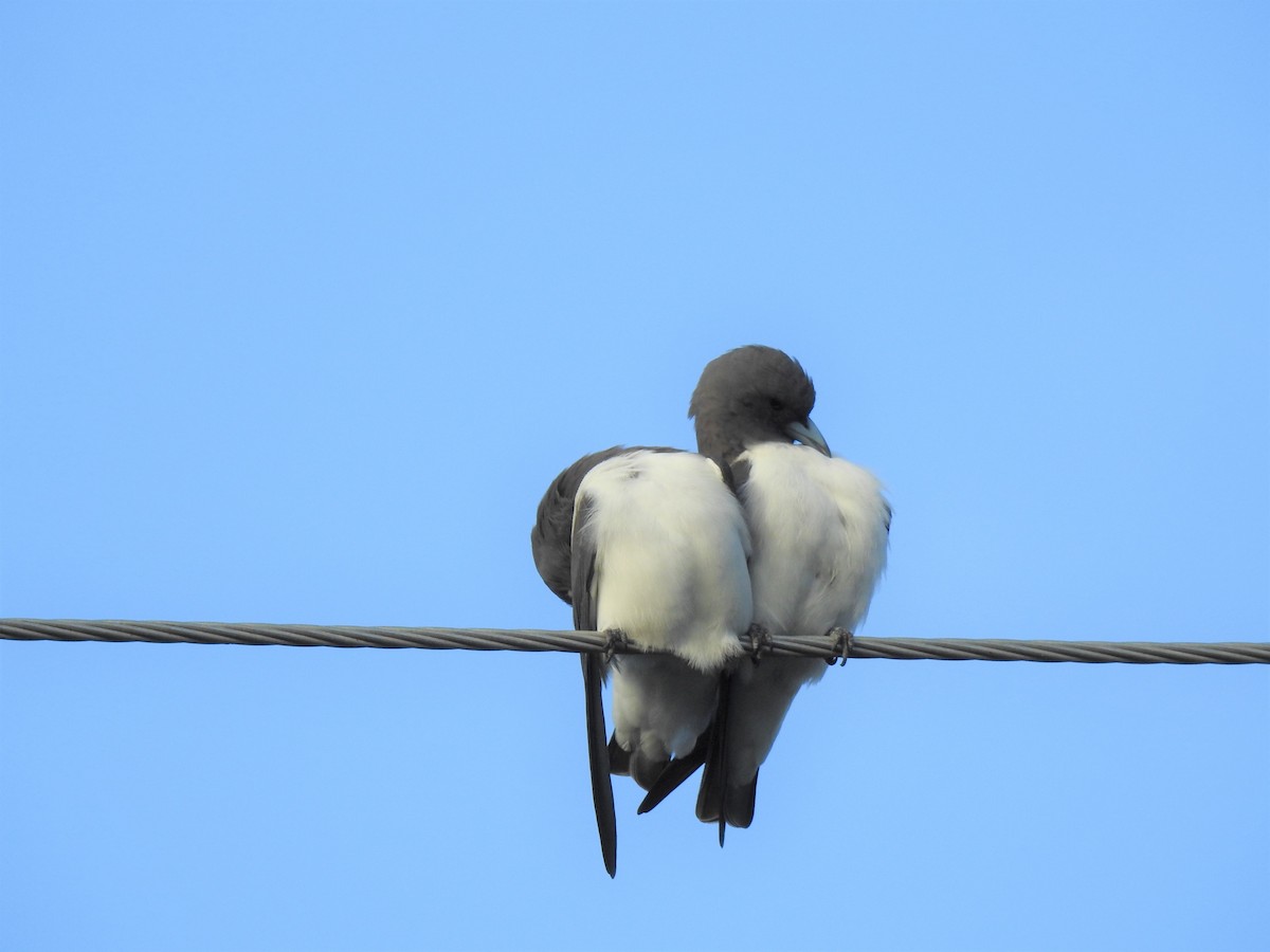 White-breasted Woodswallow - ML619820855