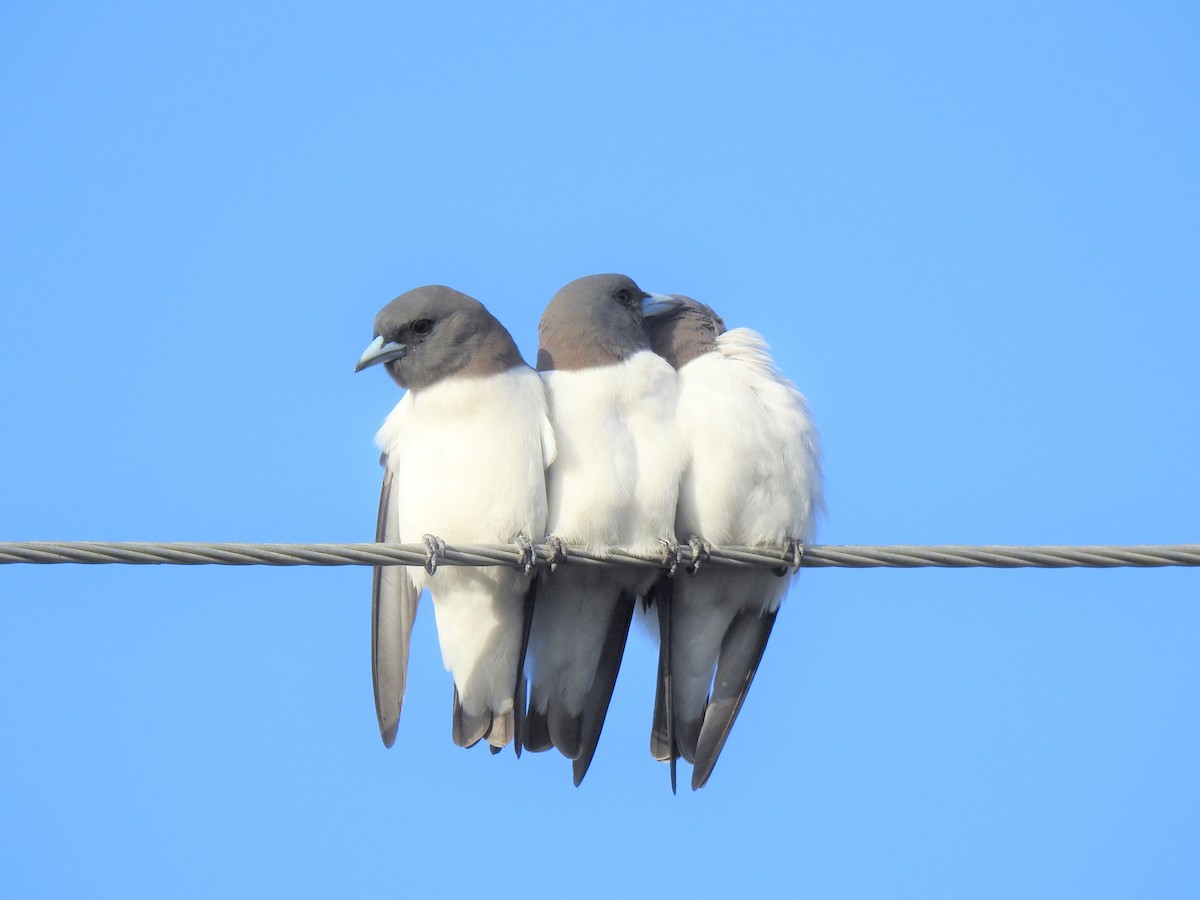 White-breasted Woodswallow - ML619820857