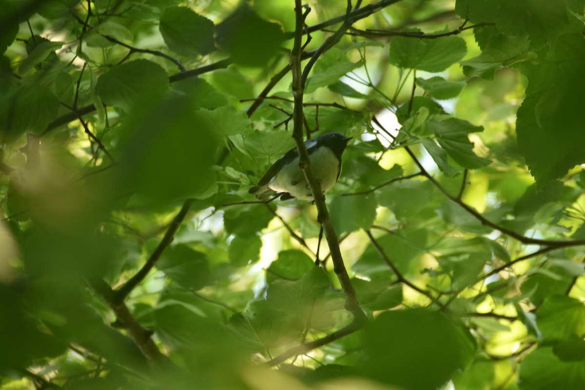 Black-throated Blue Warbler - ML619820860