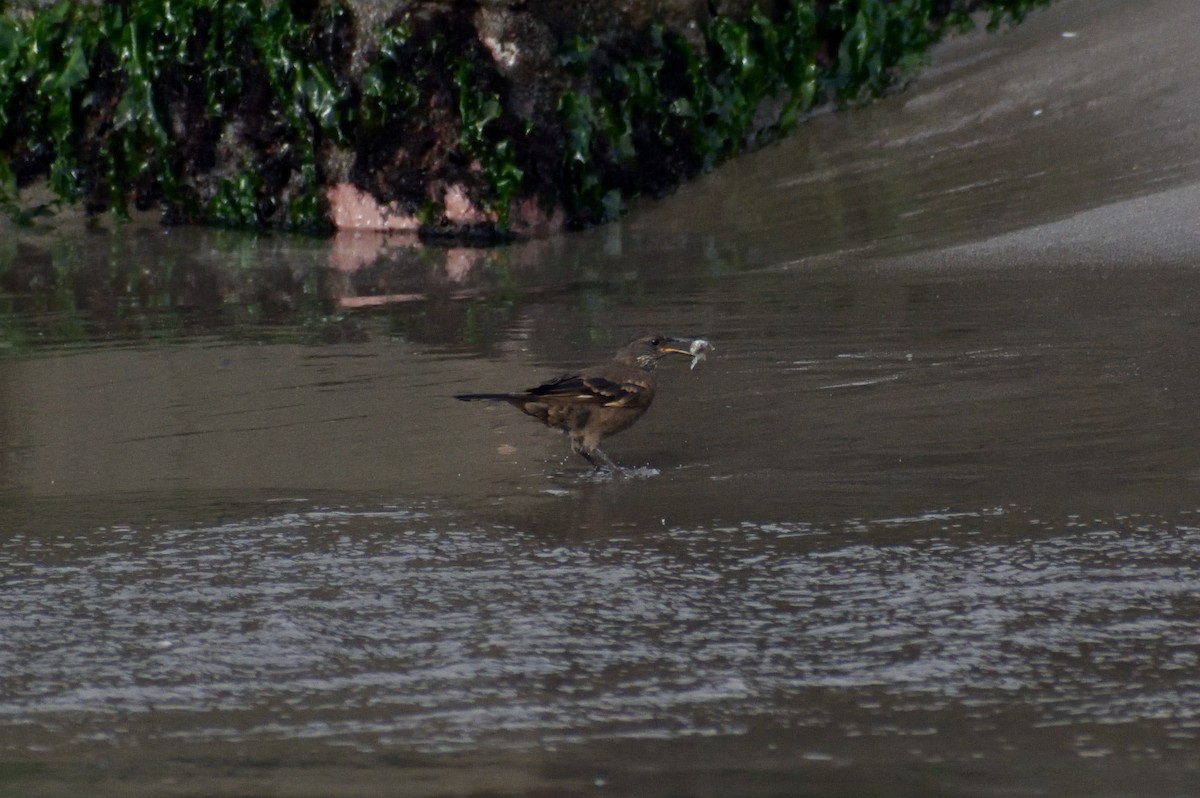 Peru Sahil Sinklotu - ML619820863