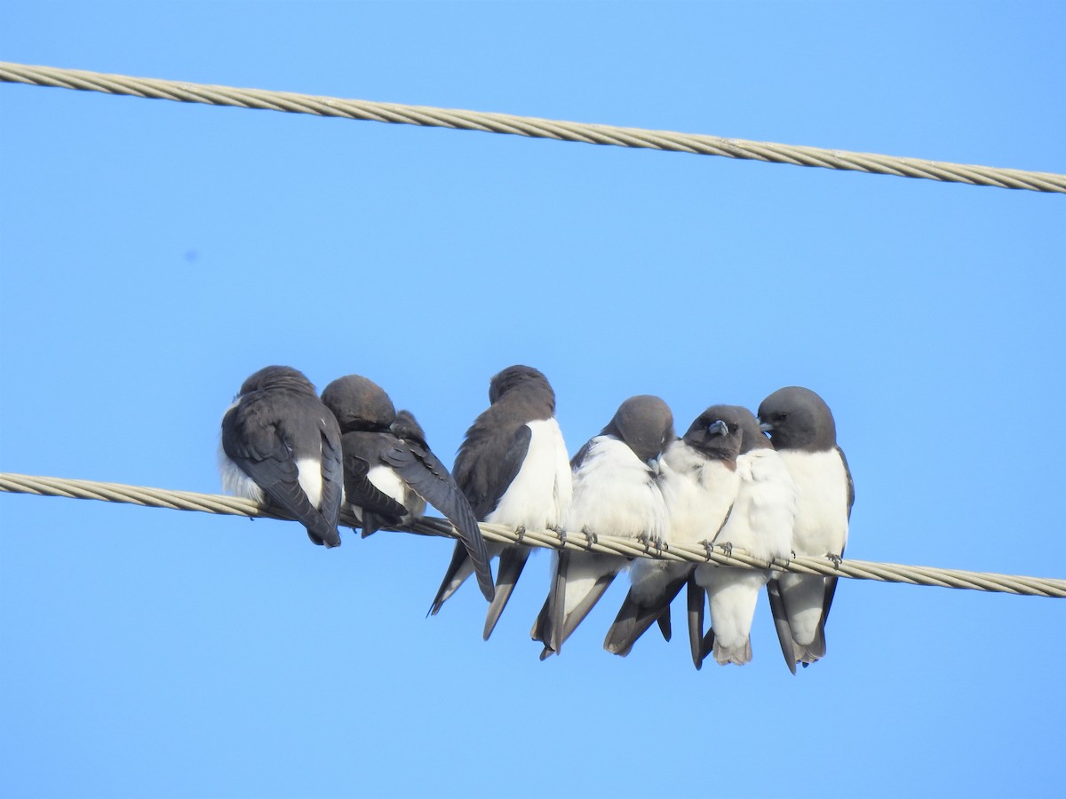 White-breasted Woodswallow - ML619820867