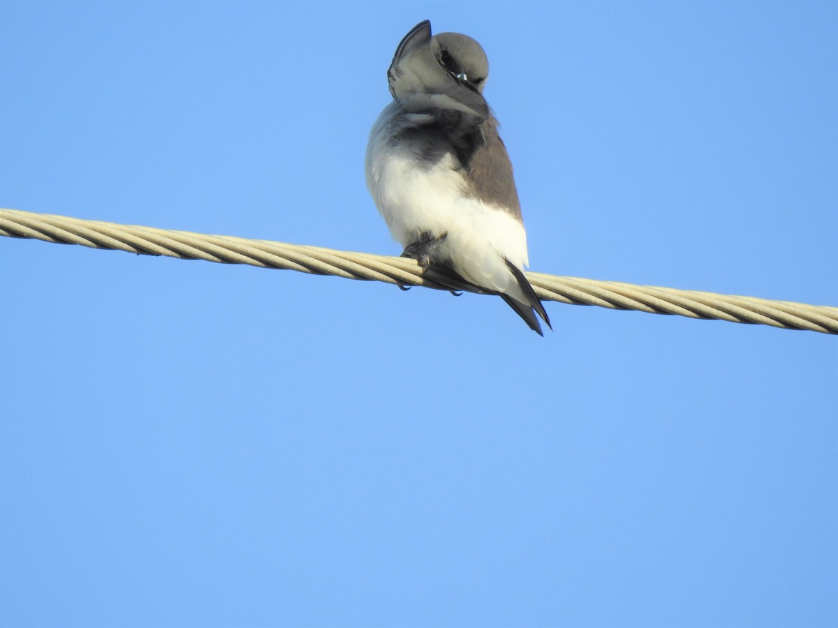 White-breasted Woodswallow - ML619820873