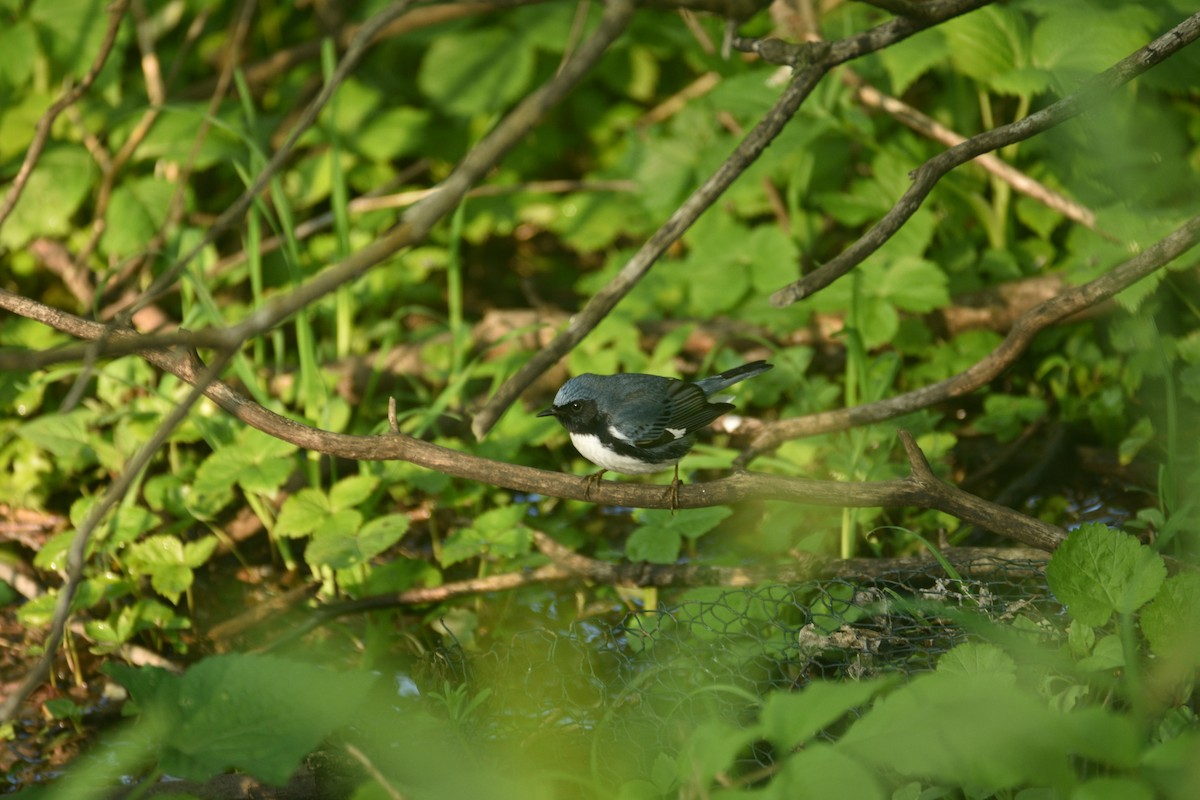 Black-throated Blue Warbler - ML619820889
