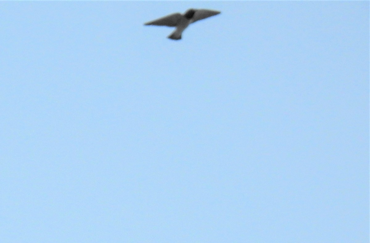 白胸燕鵙 - ML619820914