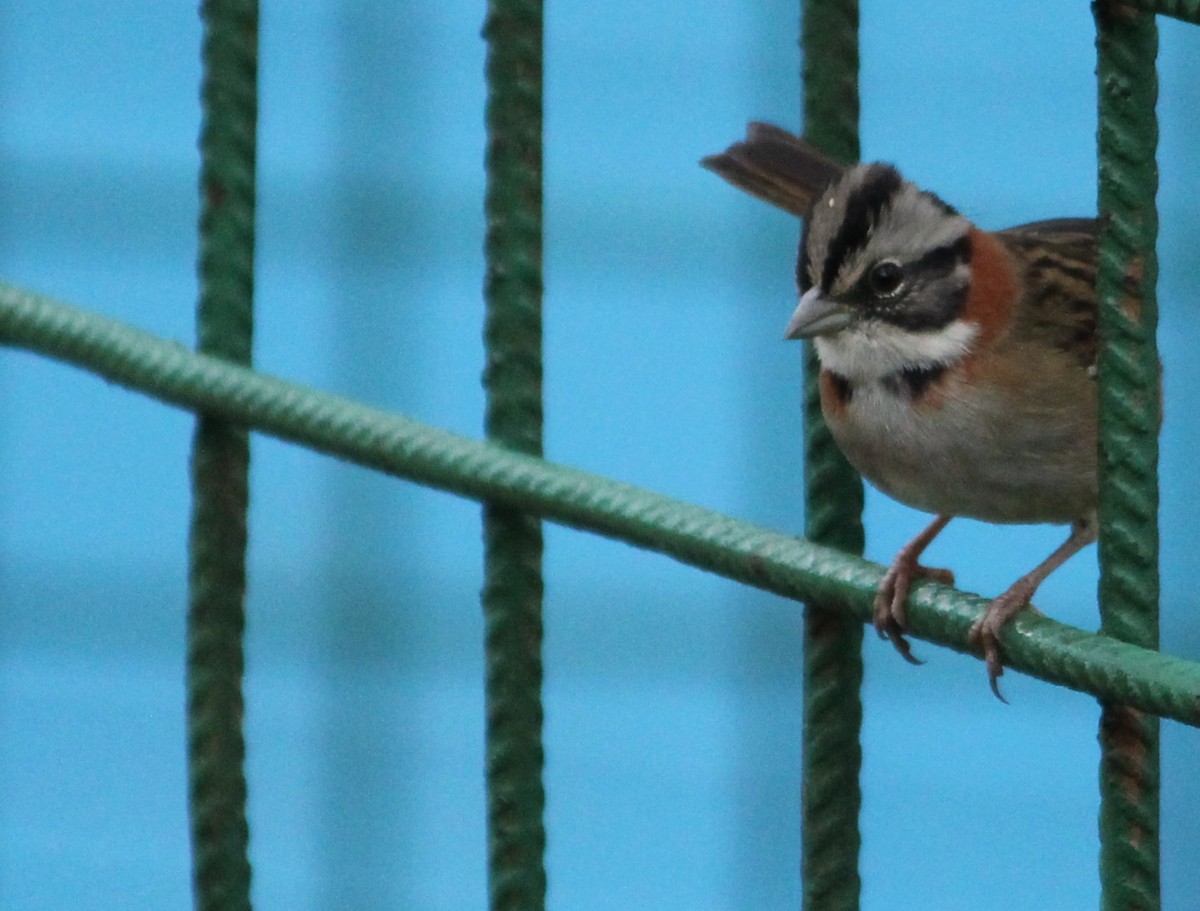 Rufous-collared Sparrow - ML619820918