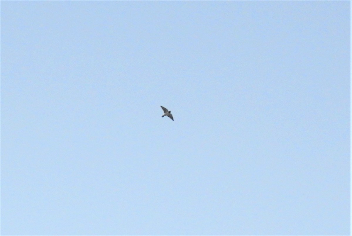 白胸燕鵙 - ML619820920