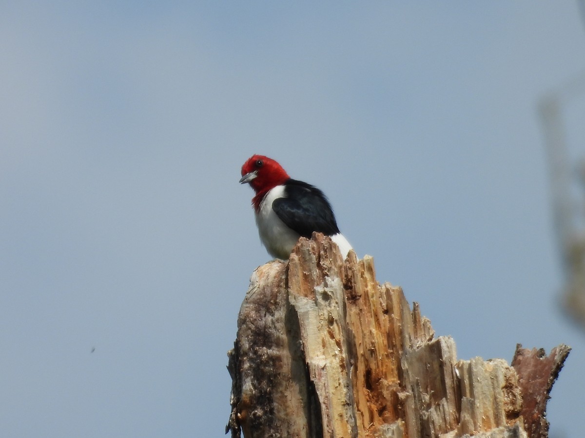 Red-headed Woodpecker - ML619820947