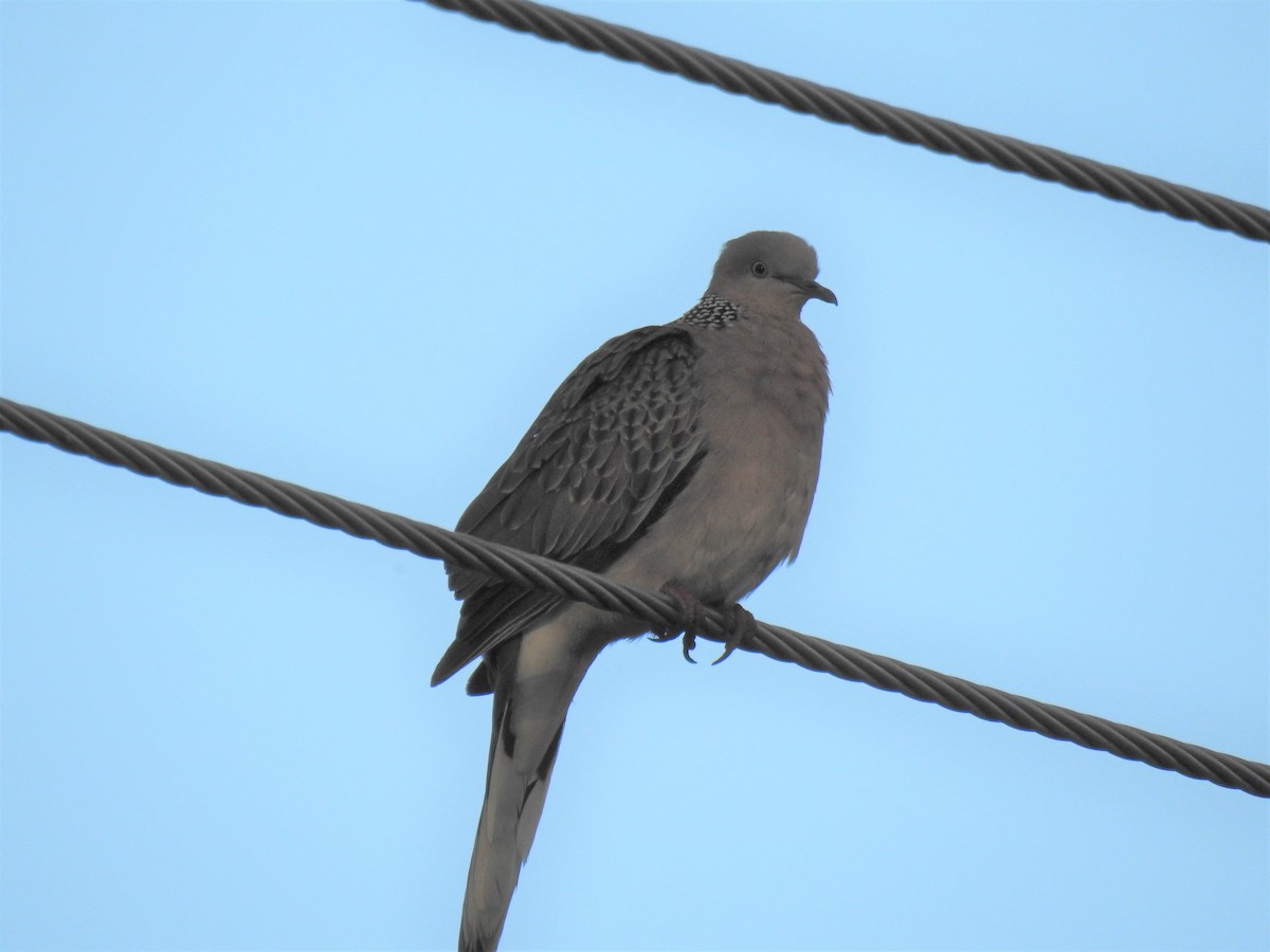 Spotted Dove - ML619820954