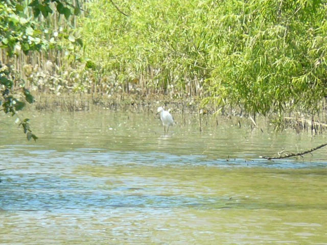 Snowy Egret - ML619820959