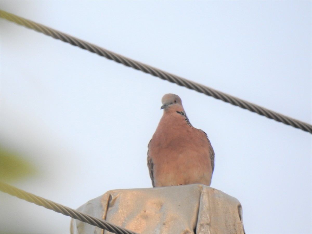 Spotted Dove - ML619820961
