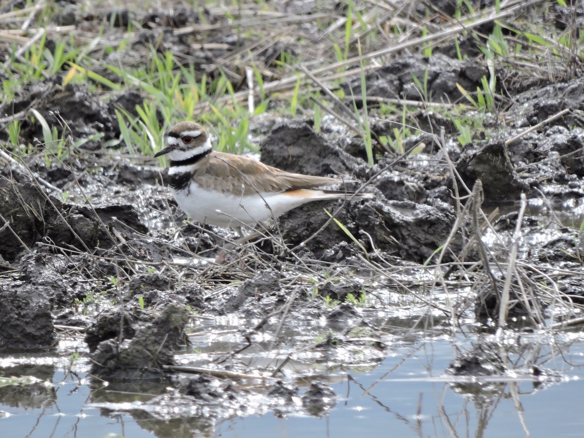 Killdeer - ML619820978