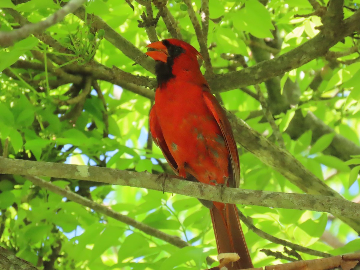 Cardinal rouge - ML619820980