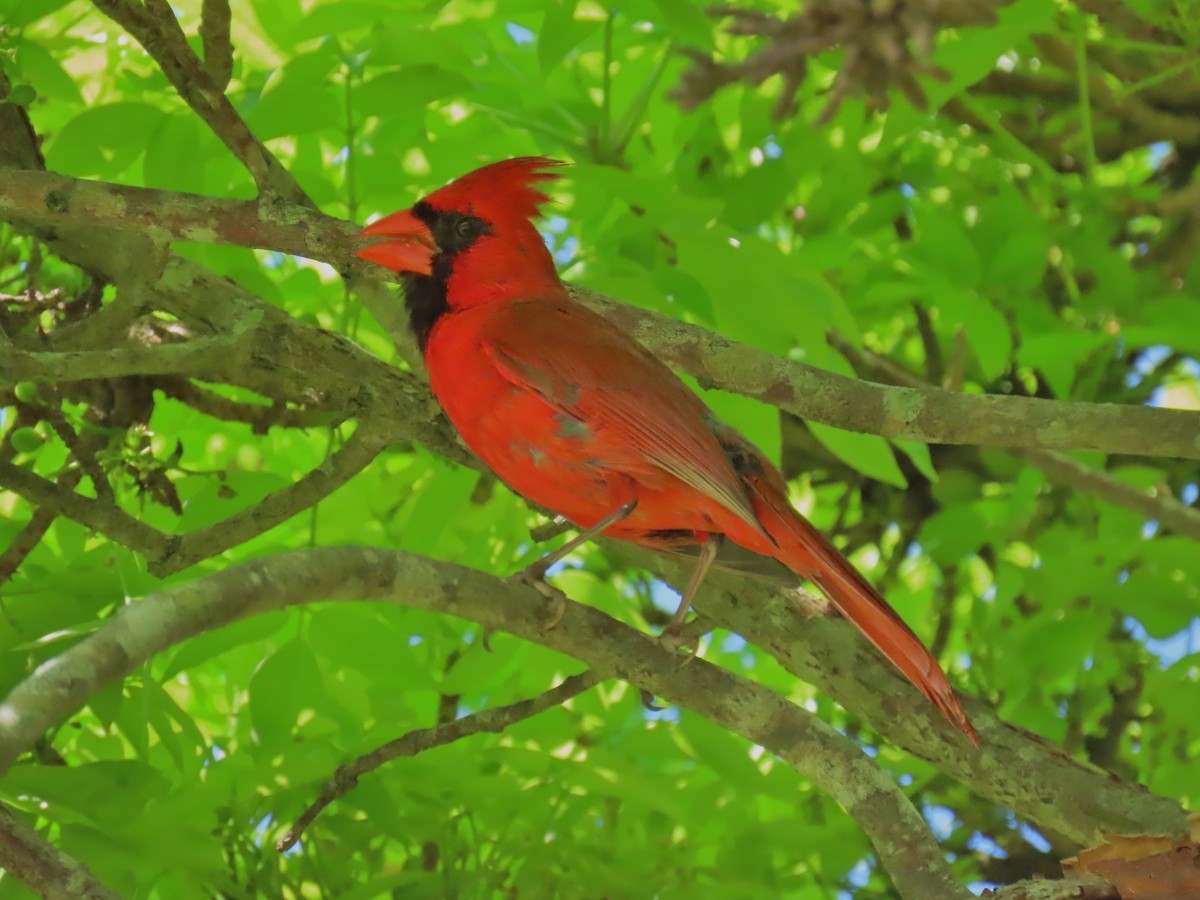 Cardinal rouge - ML619820981
