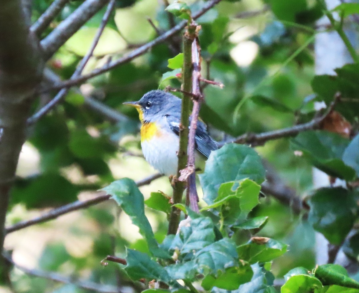 Northern Parula - Chris Hayward