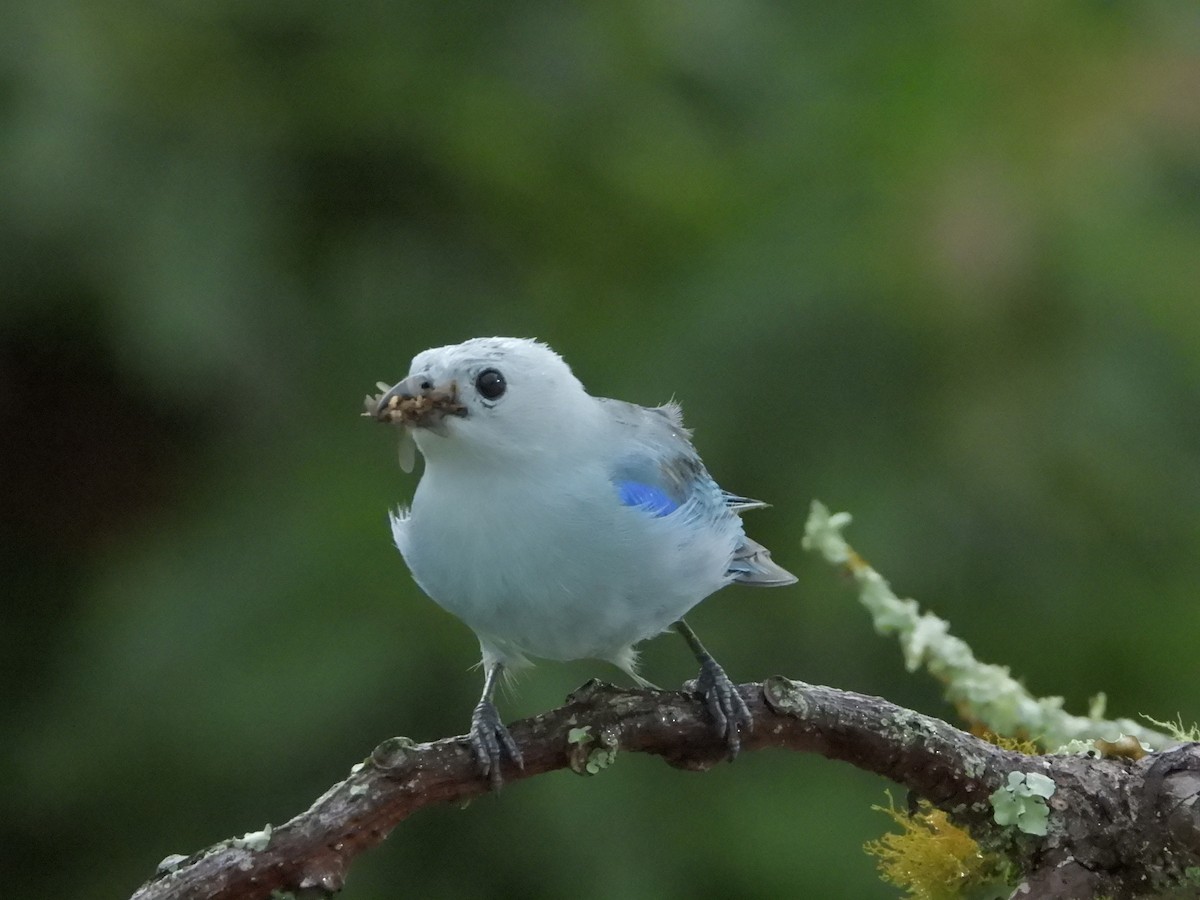 Blue-gray Tanager - ML619821012