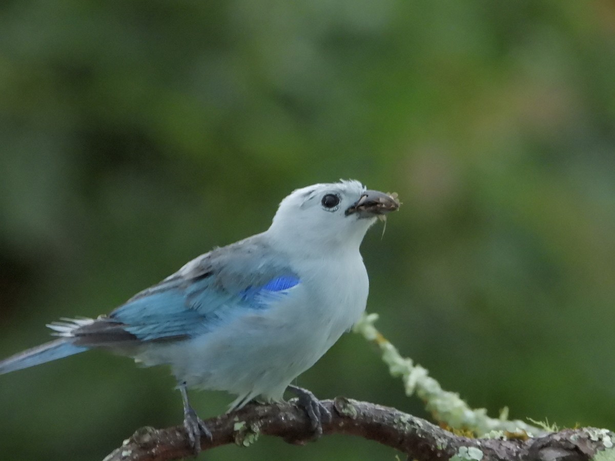 Blue-gray Tanager - ML619821013