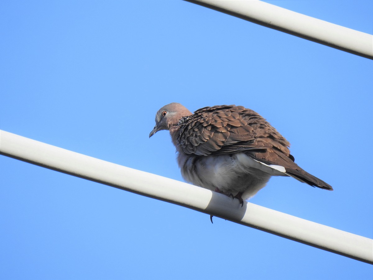 Spotted Dove - ML619821020