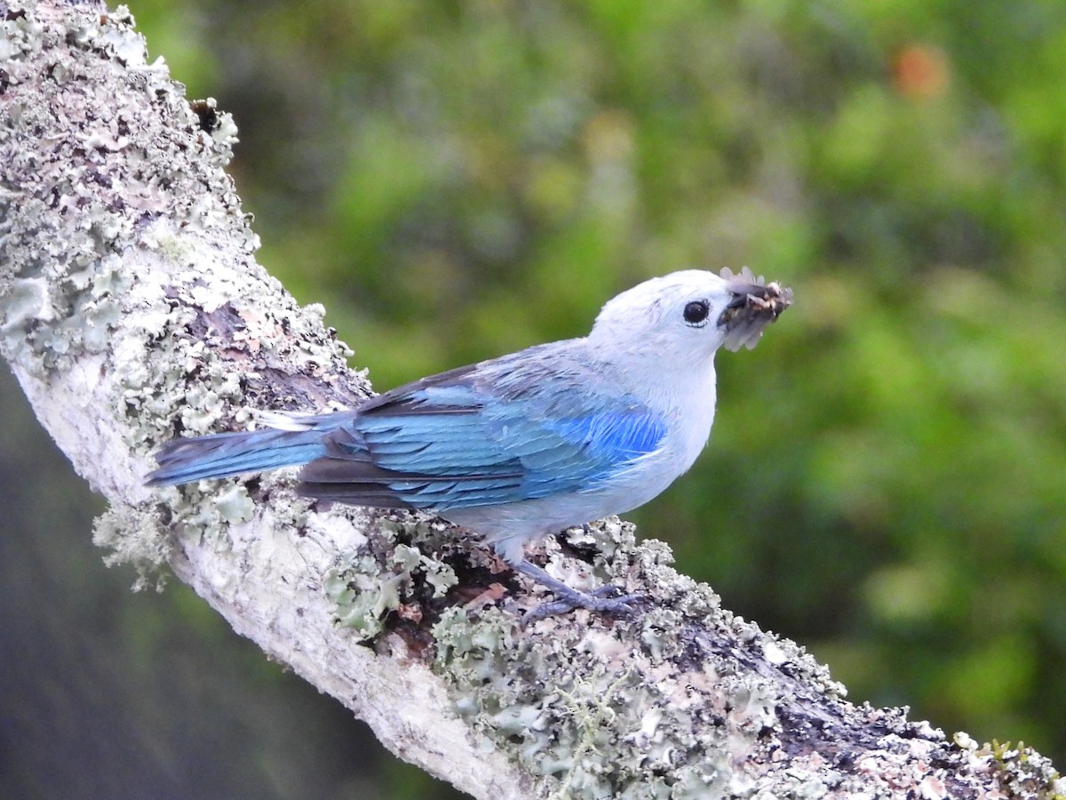 Blue-gray Tanager - ML619821037