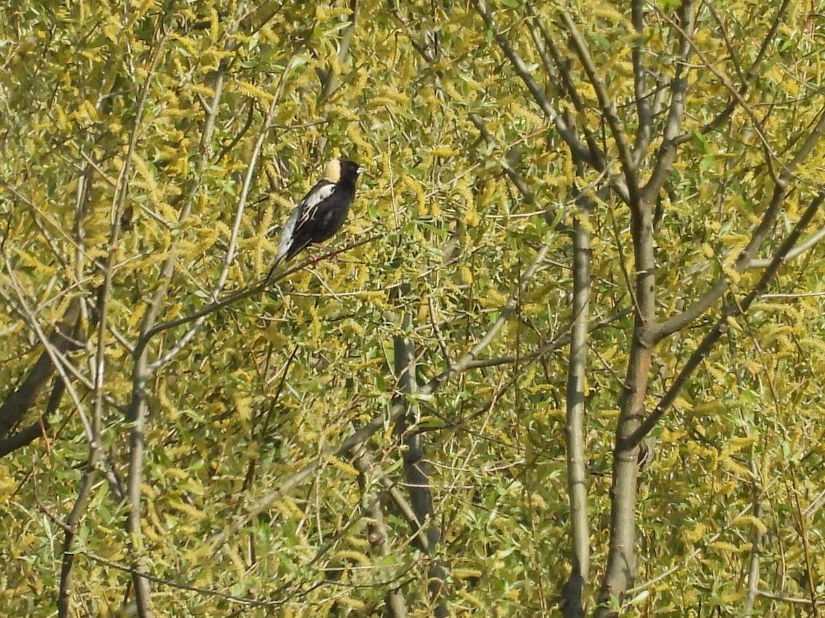 bobolink americký - ML619821046