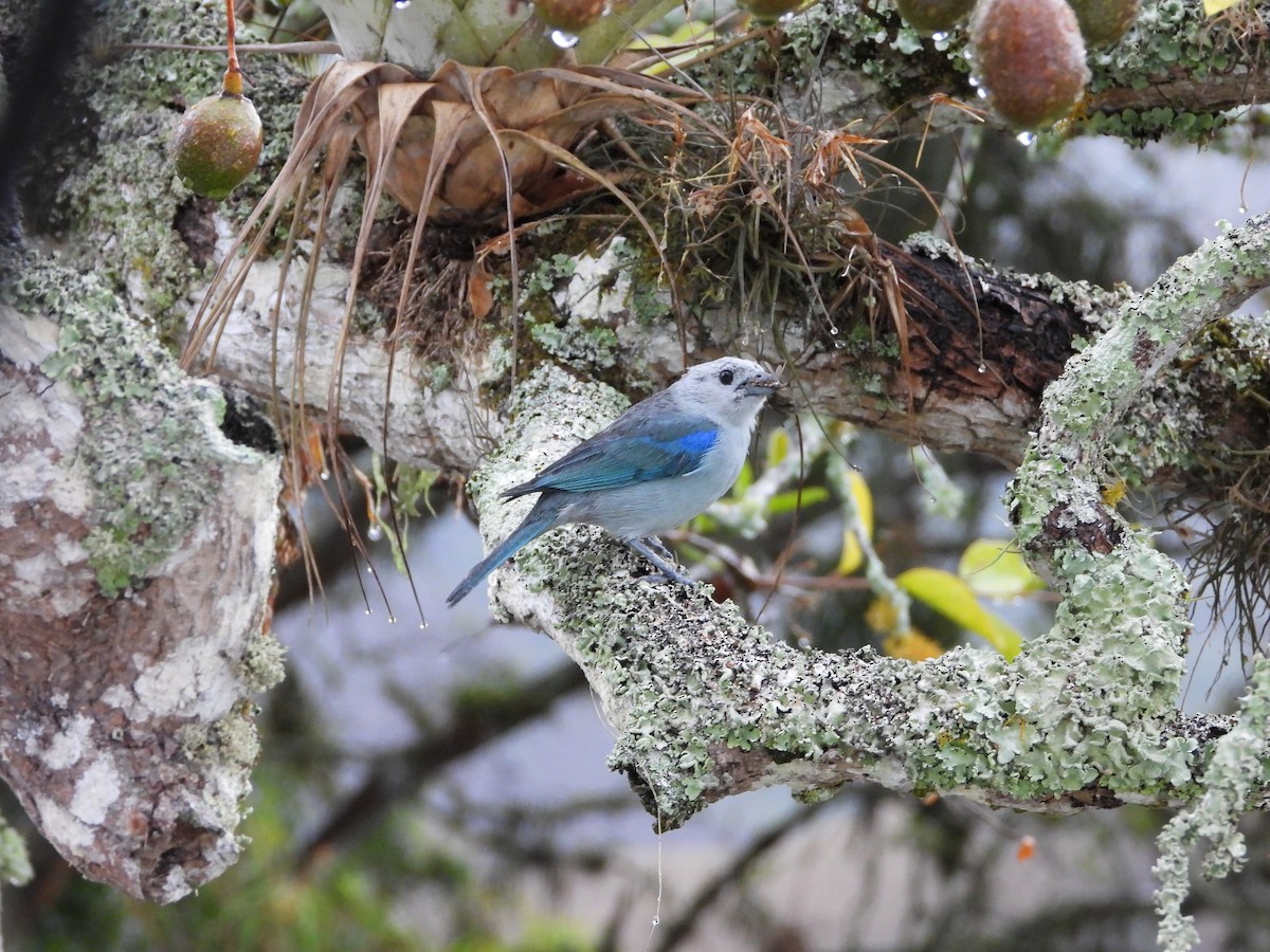 Blue-gray Tanager - ML619821057
