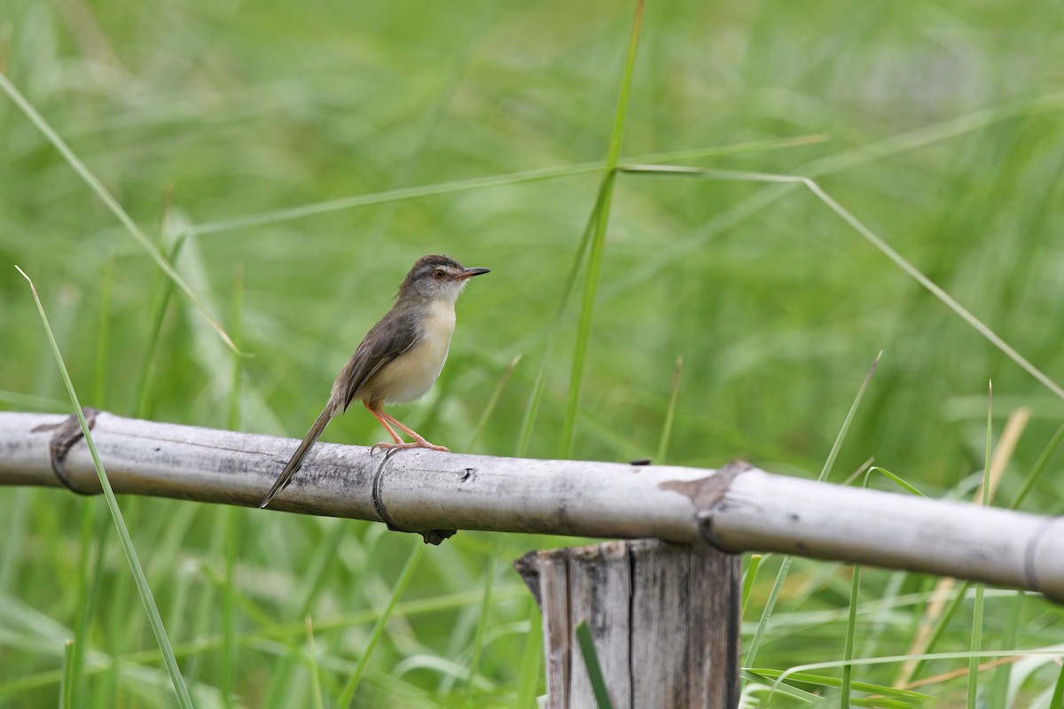 Prinia Sencilla - ML619821058