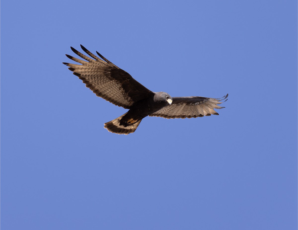 Zone-tailed Hawk - ML619821063