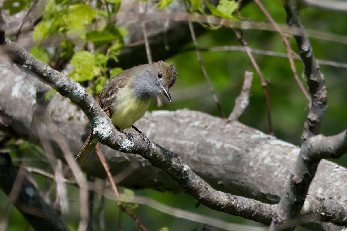 Great Crested Flycatcher - ML619821076