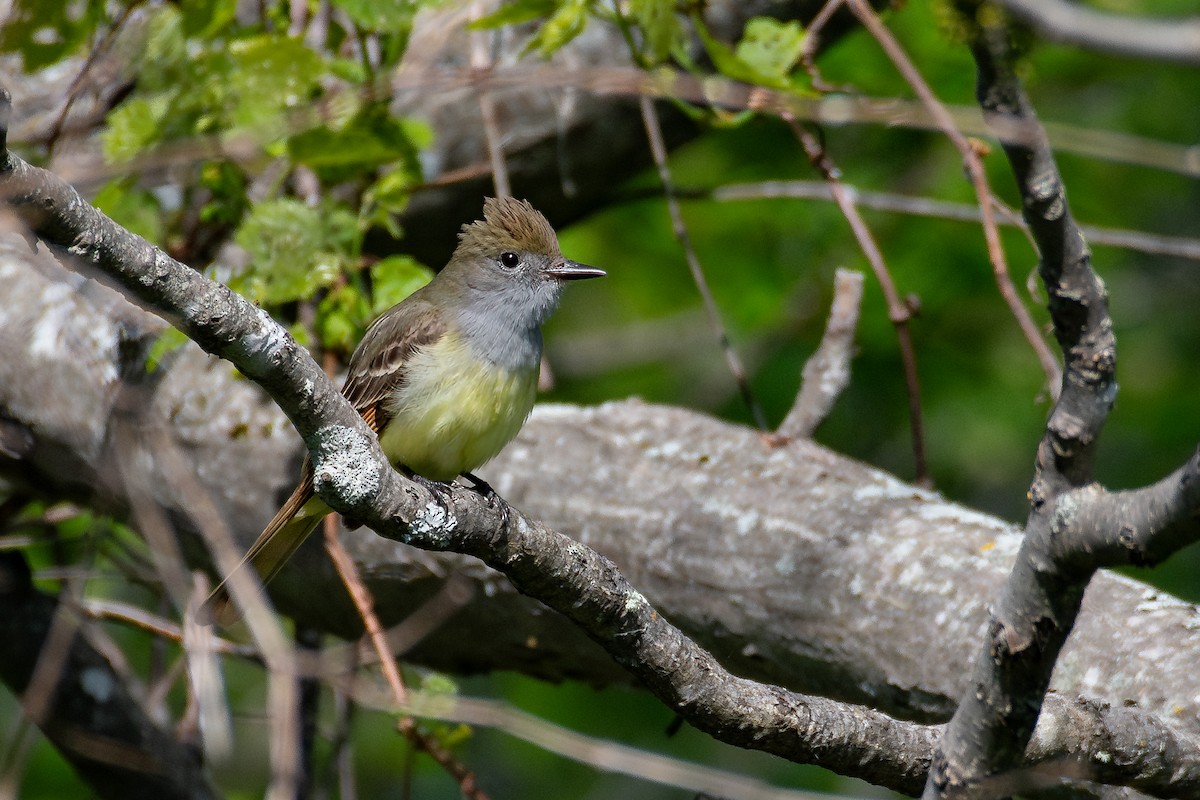 Great Crested Flycatcher - ML619821077