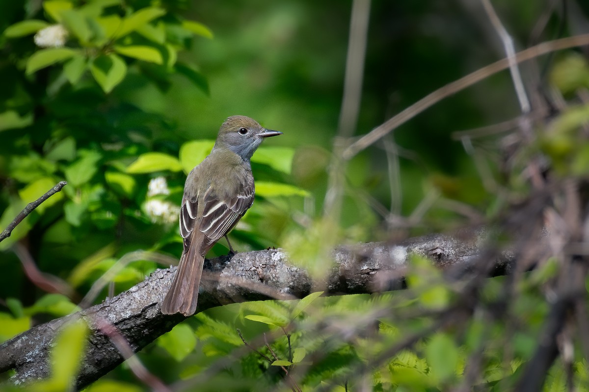 Great Crested Flycatcher - ML619821078