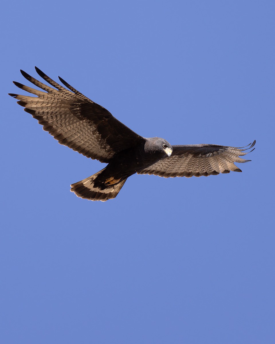 Zone-tailed Hawk - ML619821100