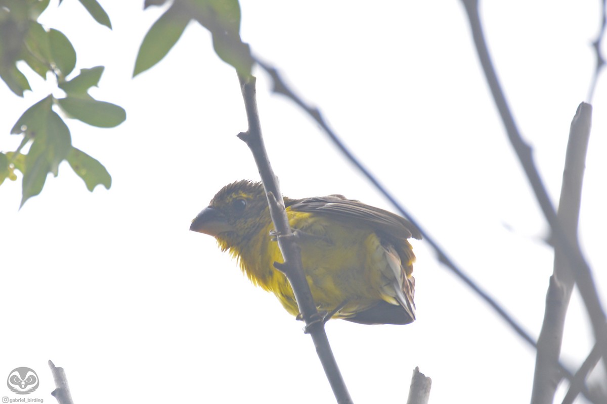 Black-backed Grosbeak - ML619821104