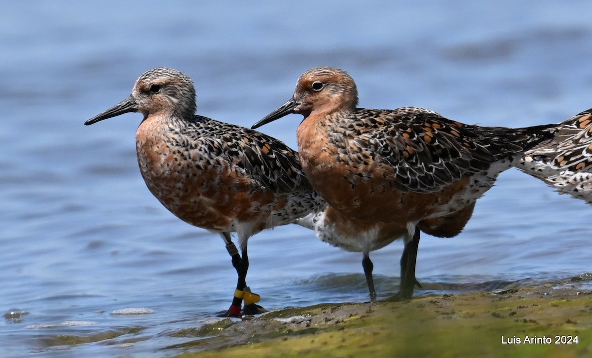 Red Knot - ML619821105