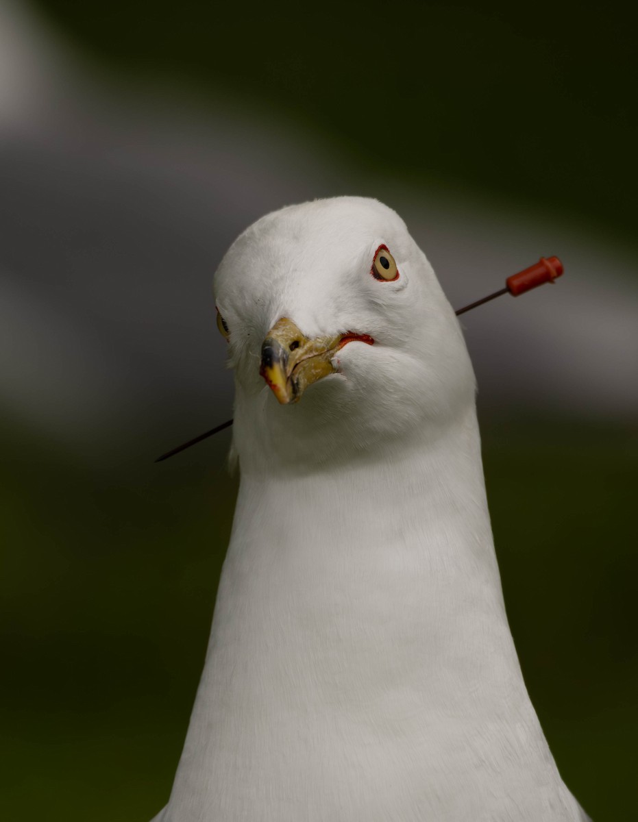 Ring-billed Gull - Micah Anderson