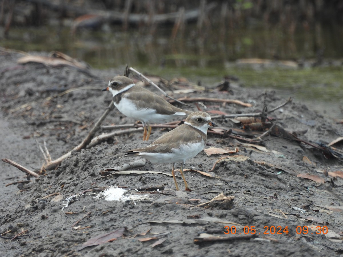 Semipalmated Plover - ML619821144