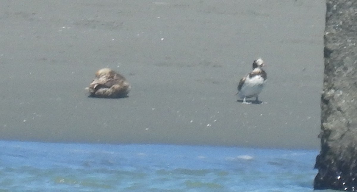 Long-tailed Duck - ML619821152