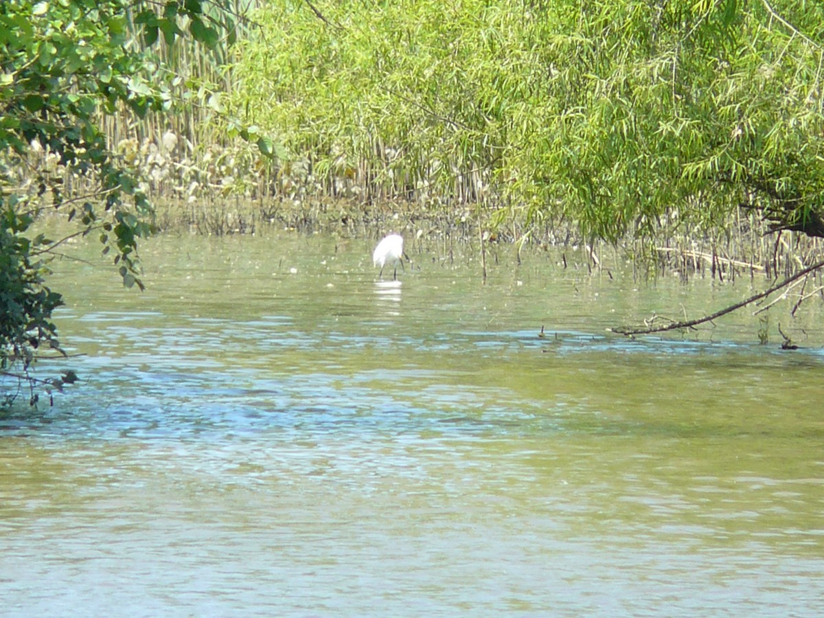 Snowy Egret - ML619821170