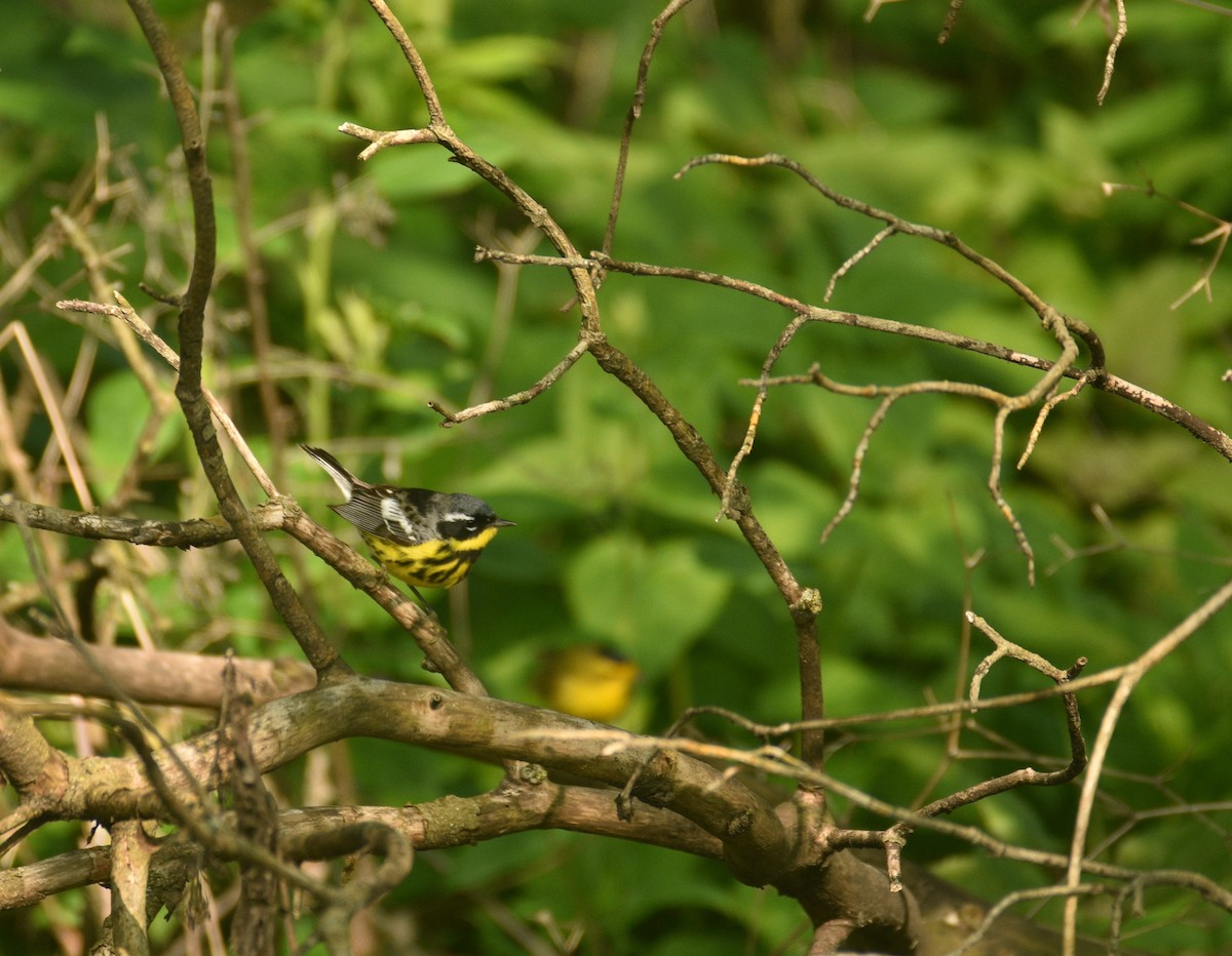 Magnolia Warbler - ML619821180