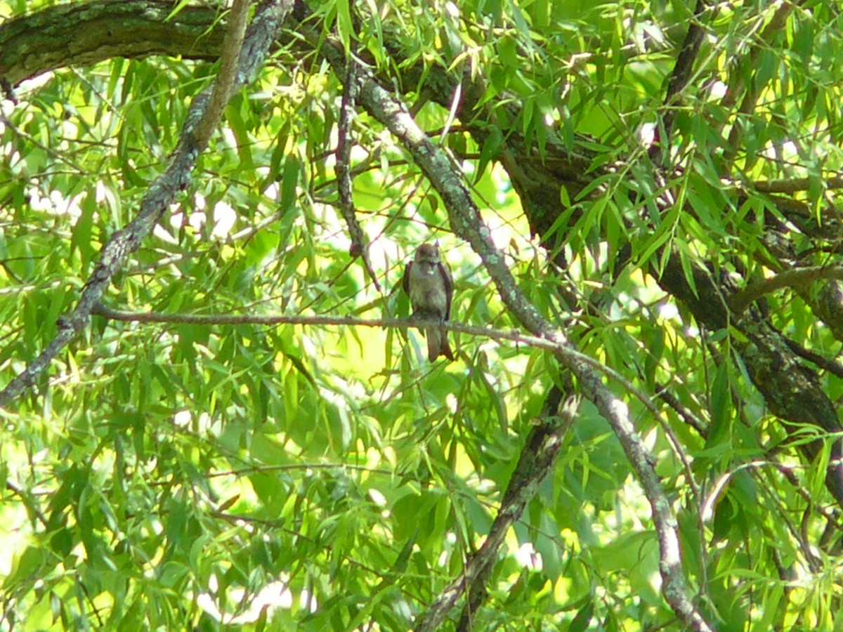 Northern Rough-winged Swallow - ML619821190