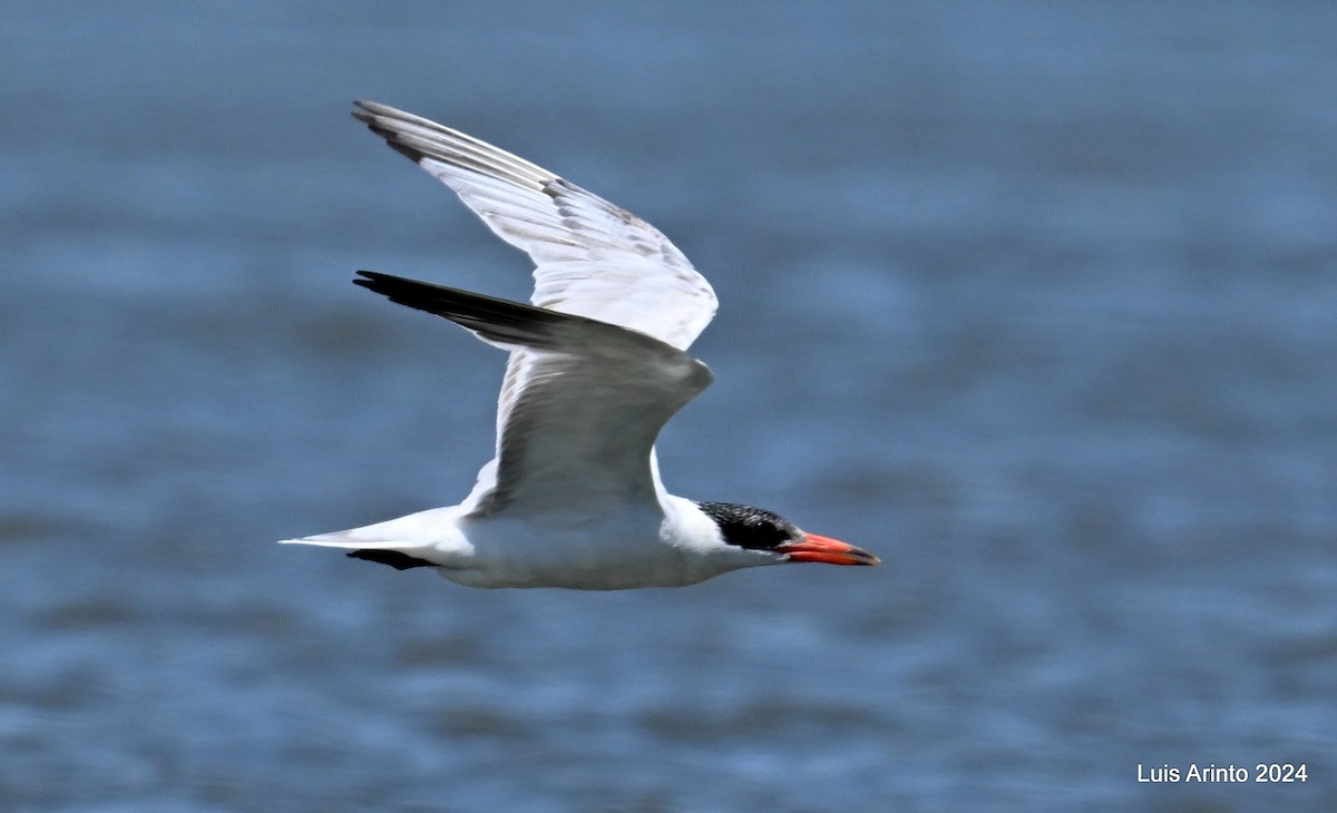 Caspian Tern - ML619821195