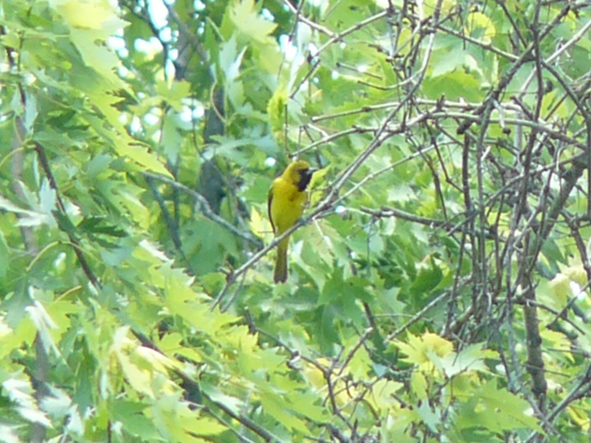 Orchard Oriole - ML619821196