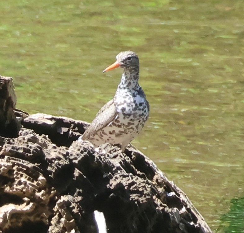 Spotted Sandpiper - ML619821197