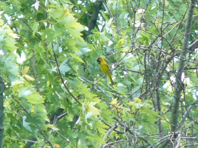 Orchard Oriole - ML619821200