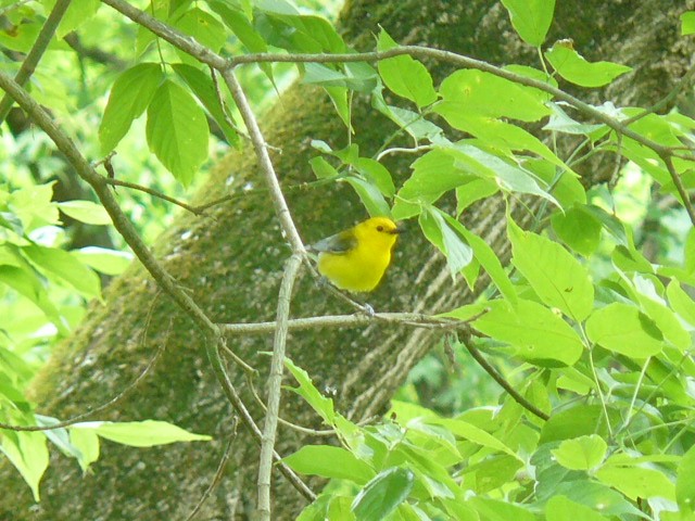 Prothonotary Warbler - ML619821209