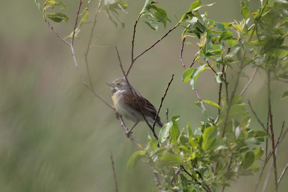 Dickcissel - ML61982121