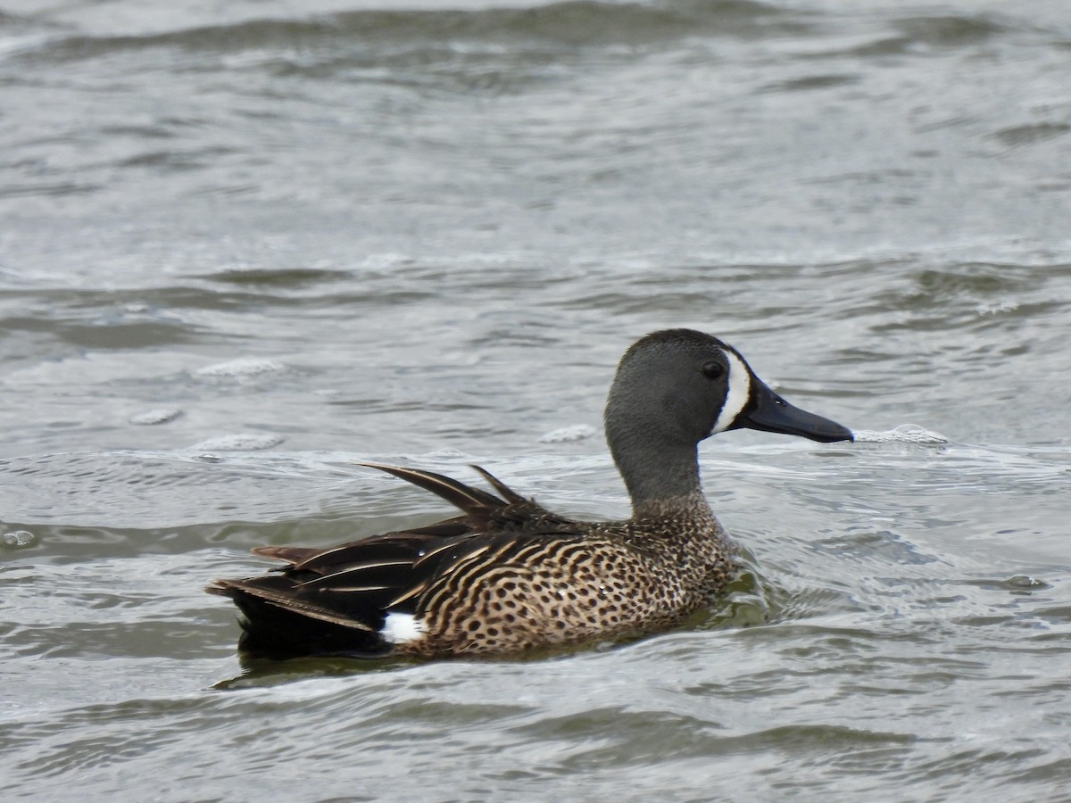 Blue-winged Teal - ML619821210