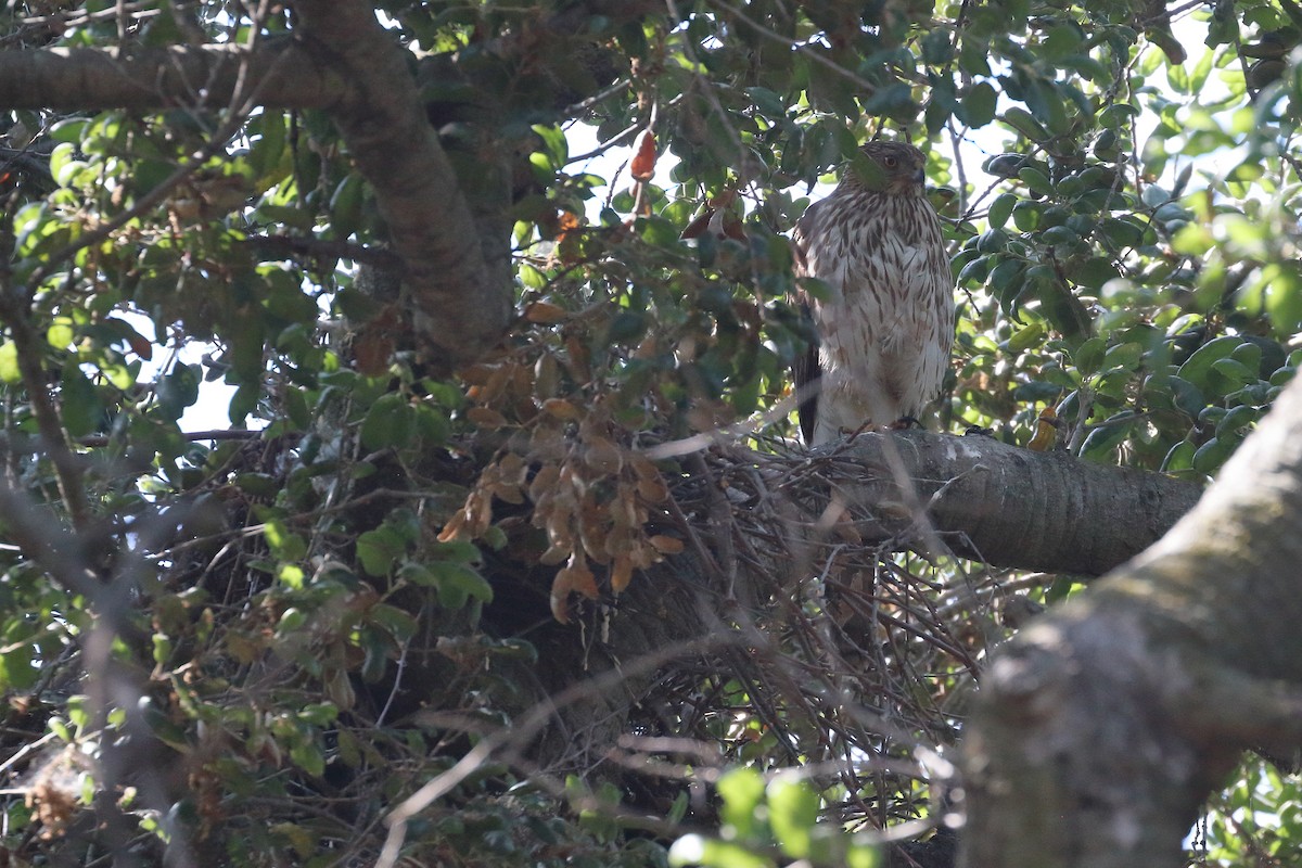 Cooper's Hawk - ML619821211